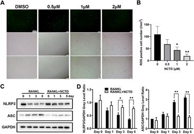 Norcantharidin ameliorates estrogen deficient-mediated bone loss by attenuating the activation of extracellular signal-regulated kinase/ROS/NLRP3 inflammasome signaling